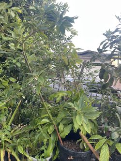 Hass Avocado Tree