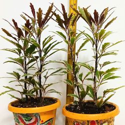Beautiful Live Indoor Varigated Houseplants . 2 Plants In One Pot . With 3 Inch Plastic Pot 