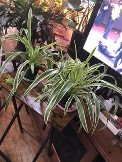 Two Spider Plants 🪴 $6 Each 