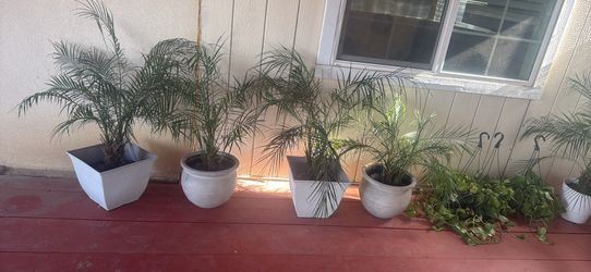 6 plam trees and 3 plants