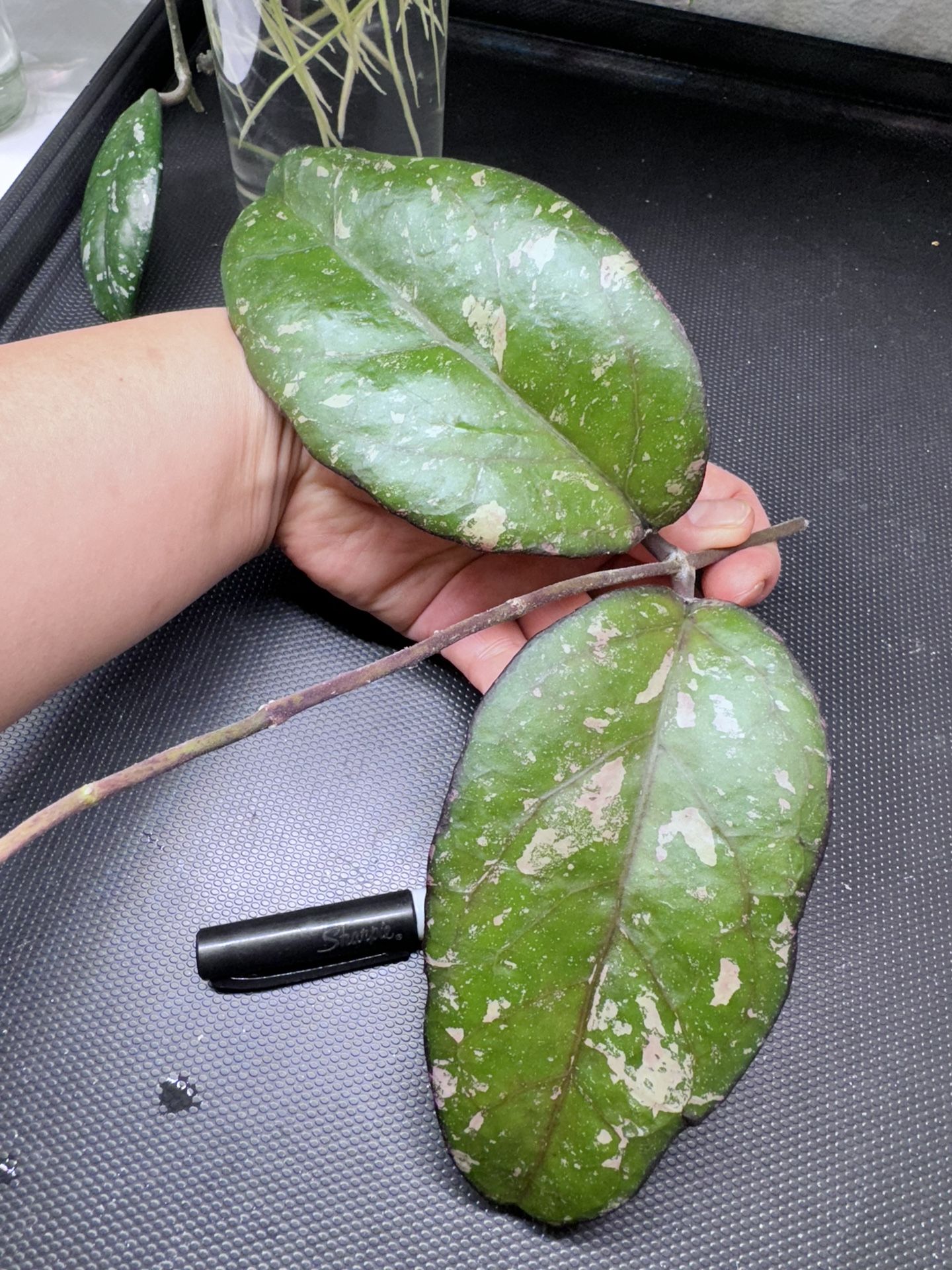 Hoya Yuna