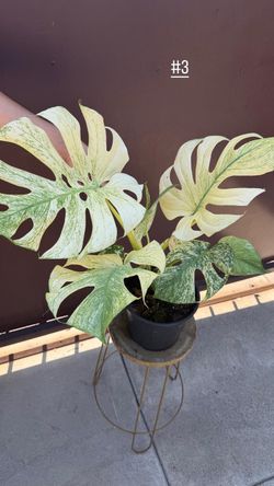 8” monstera mint XL