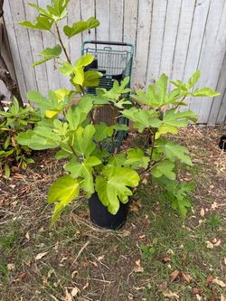 Fig tree starts
