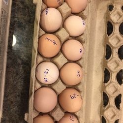 Fresh Eggs