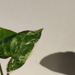 Rare Aroid Albo Variegata White Knight Arrowhead Plant/ House Plant/ Indoor Plant  Flower Patio Garden 