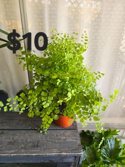 Maiden Hair Fern