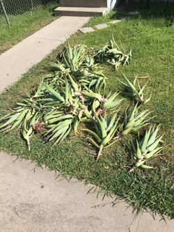 Savila aloe plants