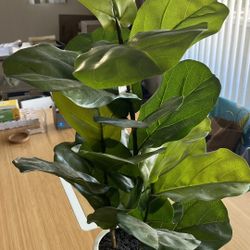Fake Fiddle Leaf Tree