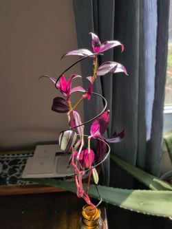 Tradescantia Zebrina Live Plant