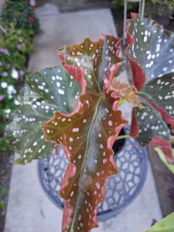 Begonia Craklin Rosie Plant $25