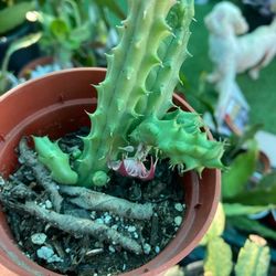 Stapelia Burgandy 