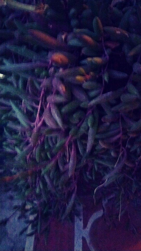 Succulent Othonna Capensis Little Pickles Purple