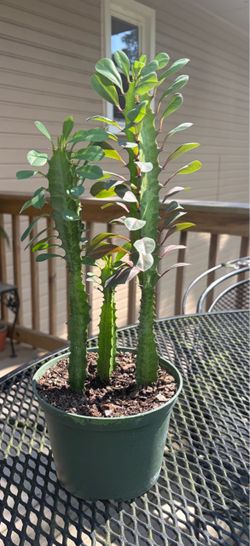 Euphoria African Milk Tree