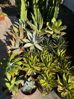 Agave plants