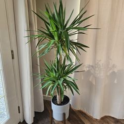 Plant (With Vase And Stand)