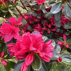 🌸 Blooming Azaleas – Choose Your Color! 