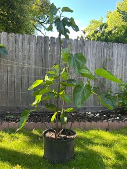 Fig Tree 4 feet tall