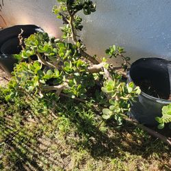 FREE Succulents - Jade