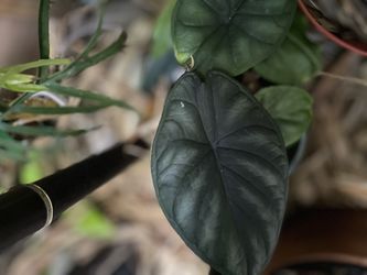 Assorted Alocasia Pups