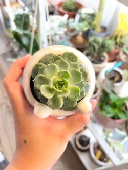 Echeveria ‘Snow Coat’