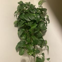 Pothos
