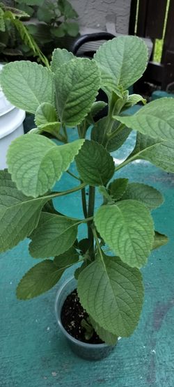 OREGANO RUSO EN MACETA DE 6 "