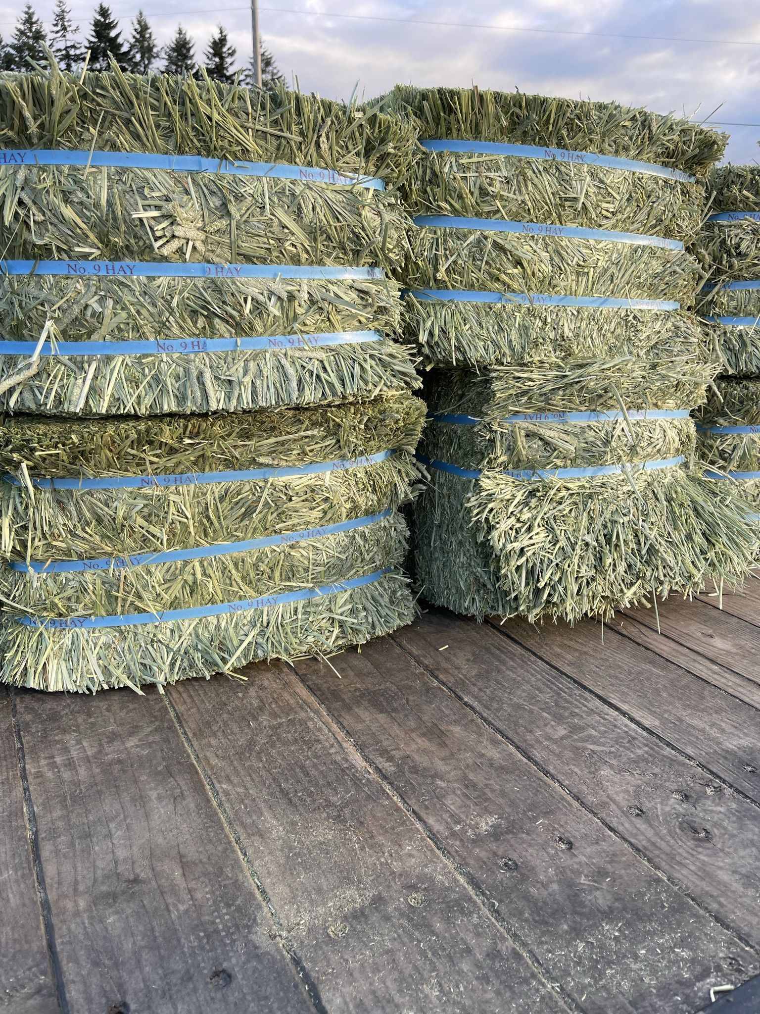 Hay