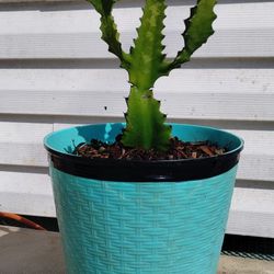 Euphorbia Ingens(Candelabra Cactus Plant)