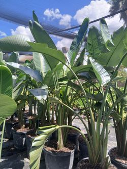 Birds of paradise plants on sale now $85