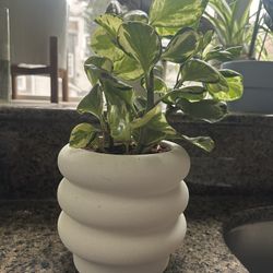 Variegata Plant