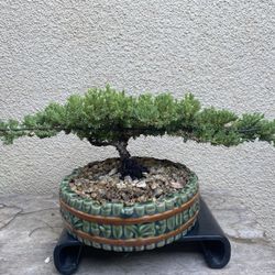 Bonsai Plants $65 Each Many To Choose From