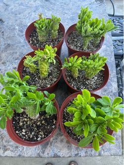 Monadenlum plants