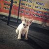 BestCatEver