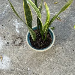 Snake Plant 