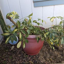 Hawaiian Umbrella Plant