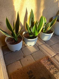 Snake Plants  ( Sanseviera)