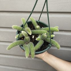 8” Monkey Tail Cactus