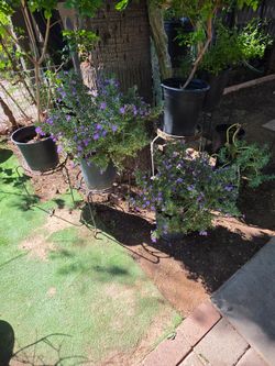 Texas sage plants