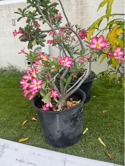 Rosa del Desierto $60 cada una
