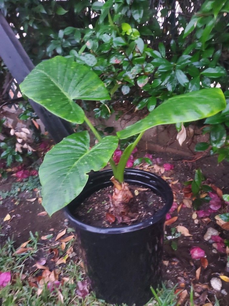 Plant Alocasia Odora, Oreja De Elefante, Hoja Elegante
