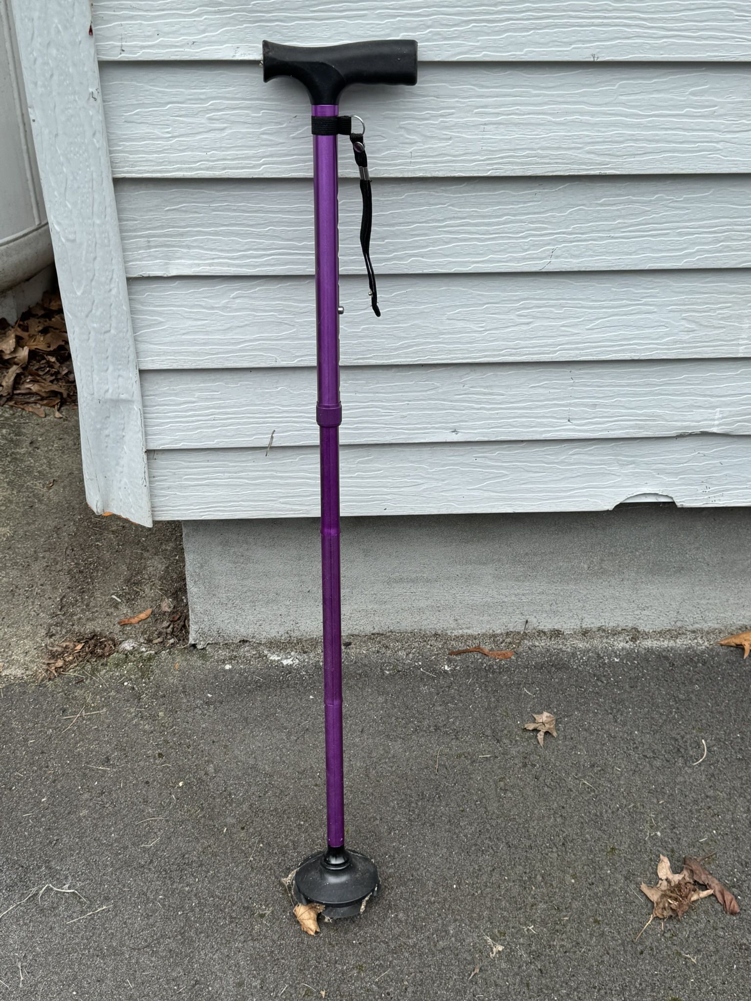 Purple Cane