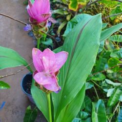 Curcuma Potted Landscape Plant