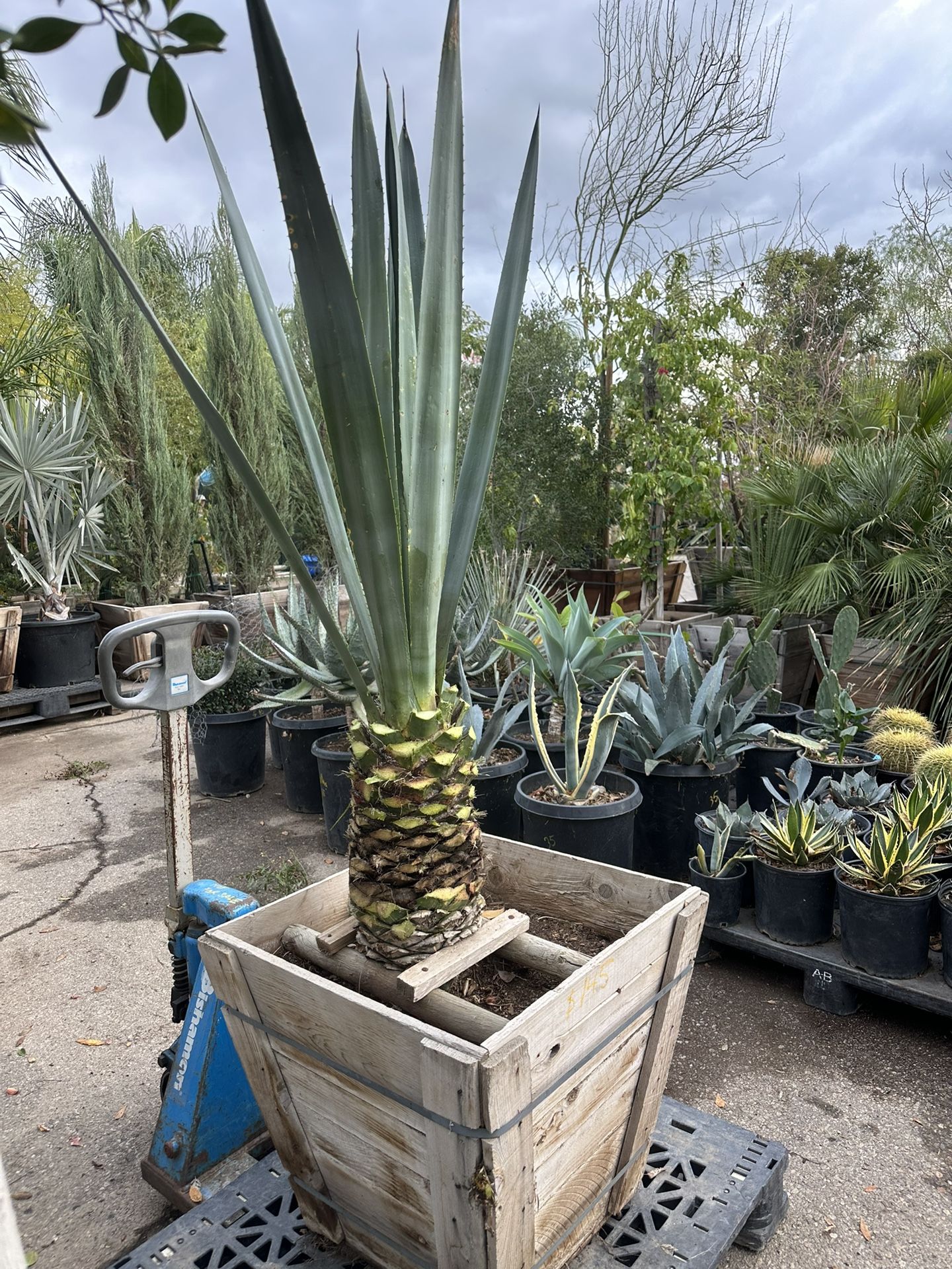 Agave Tequilana 24” Box