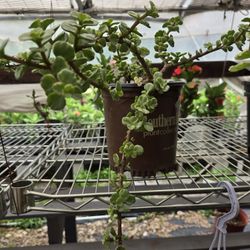 Jade Plant 
