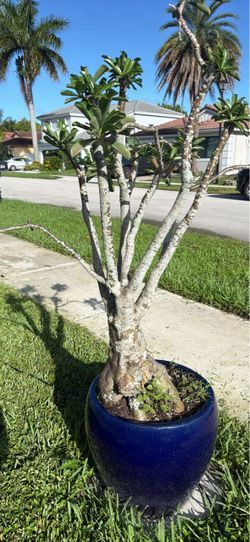 Desert Rose