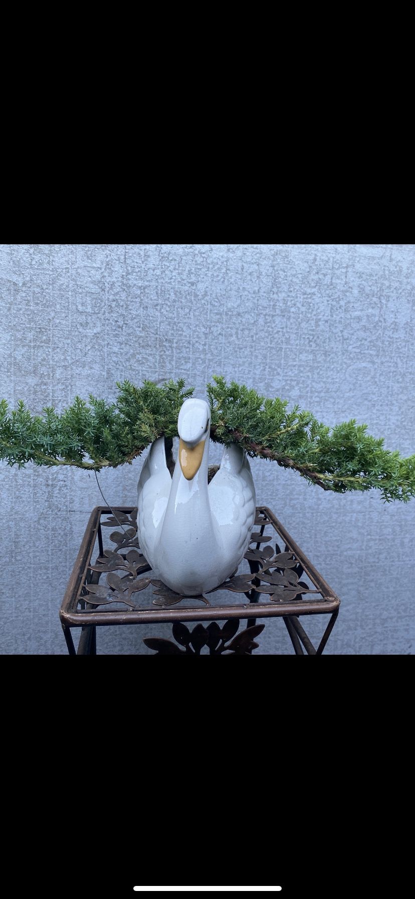 Bonsai Flying Goose $65 Firm Yes It’s A Real Plant