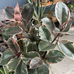 Rubber Pink Plants Indoor