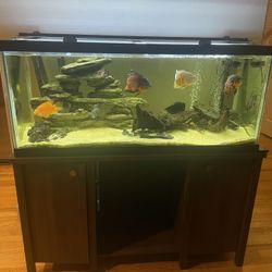 Fish Tank And Furniture 
