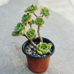 Succulents plants 🪴 