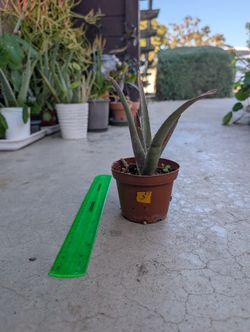 Aloe Plant 3
